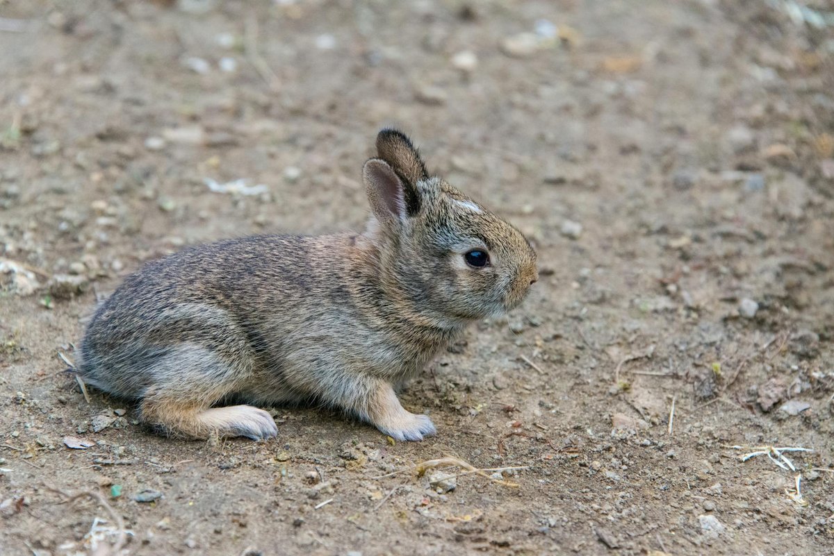 Black Rabbit Cave
