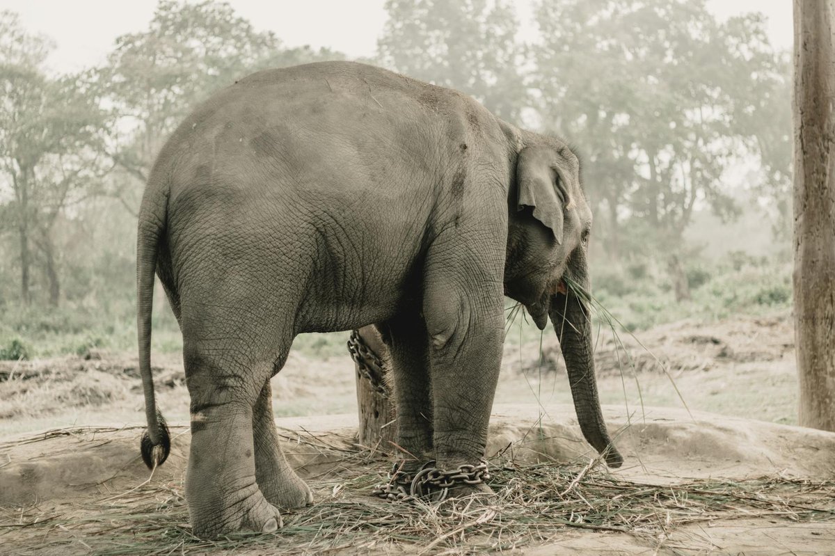 Chitwan National Park