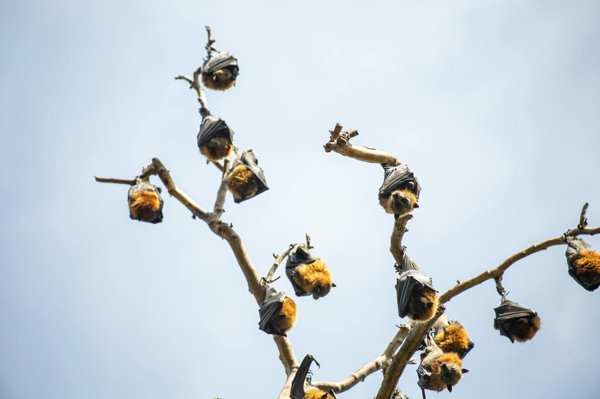 Monfort Bat Sanctuary