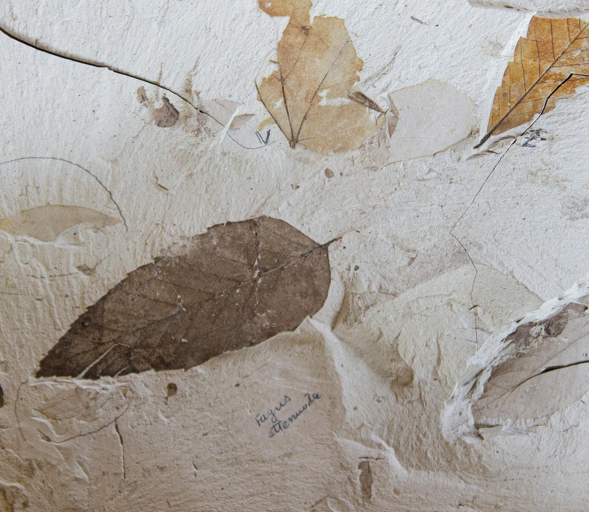 Fossil Pot