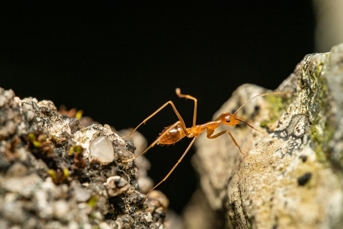 Ant Rock