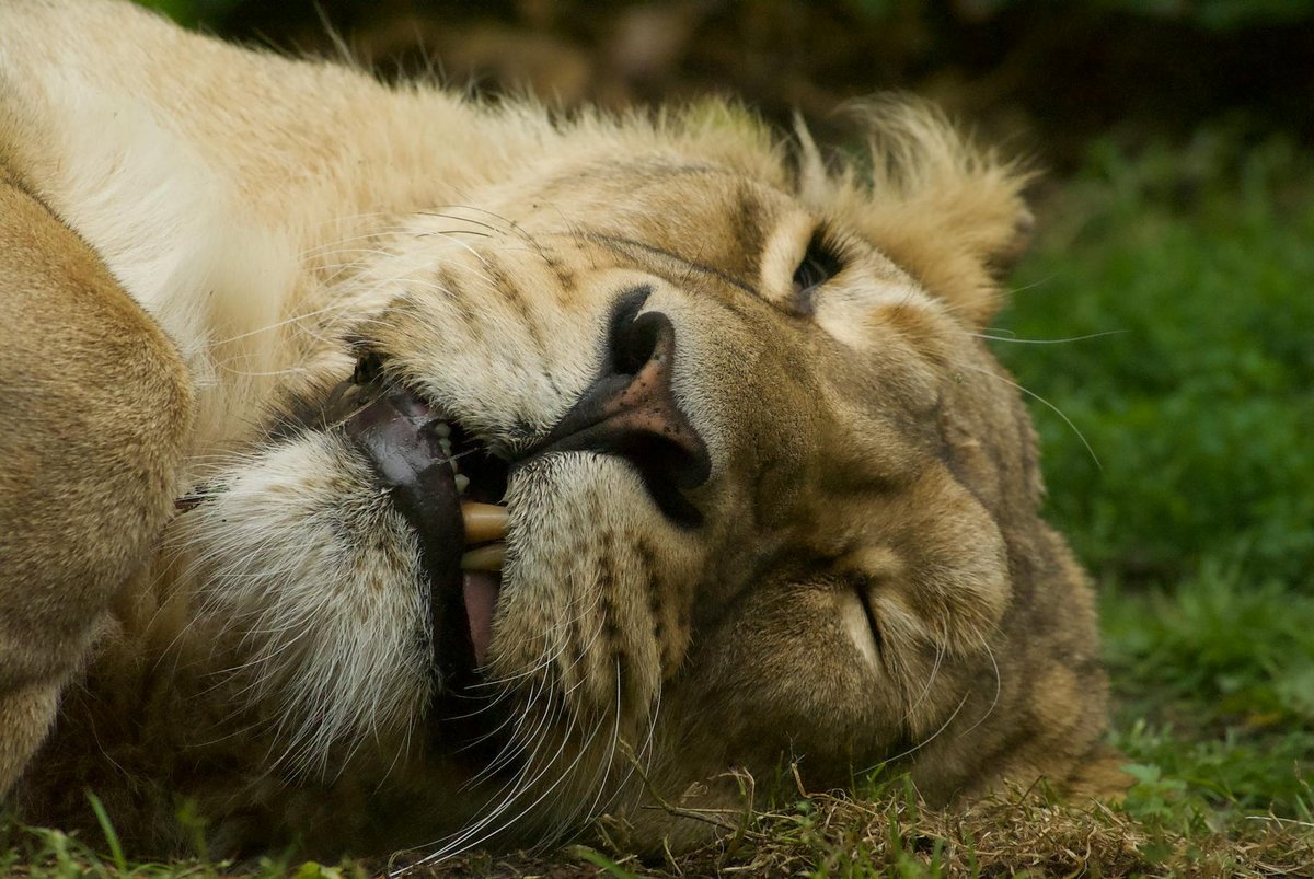 Lions' View