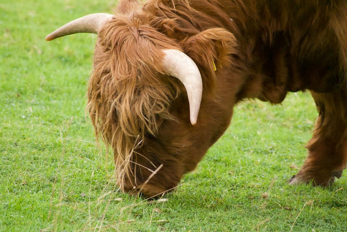 Alloway Mote