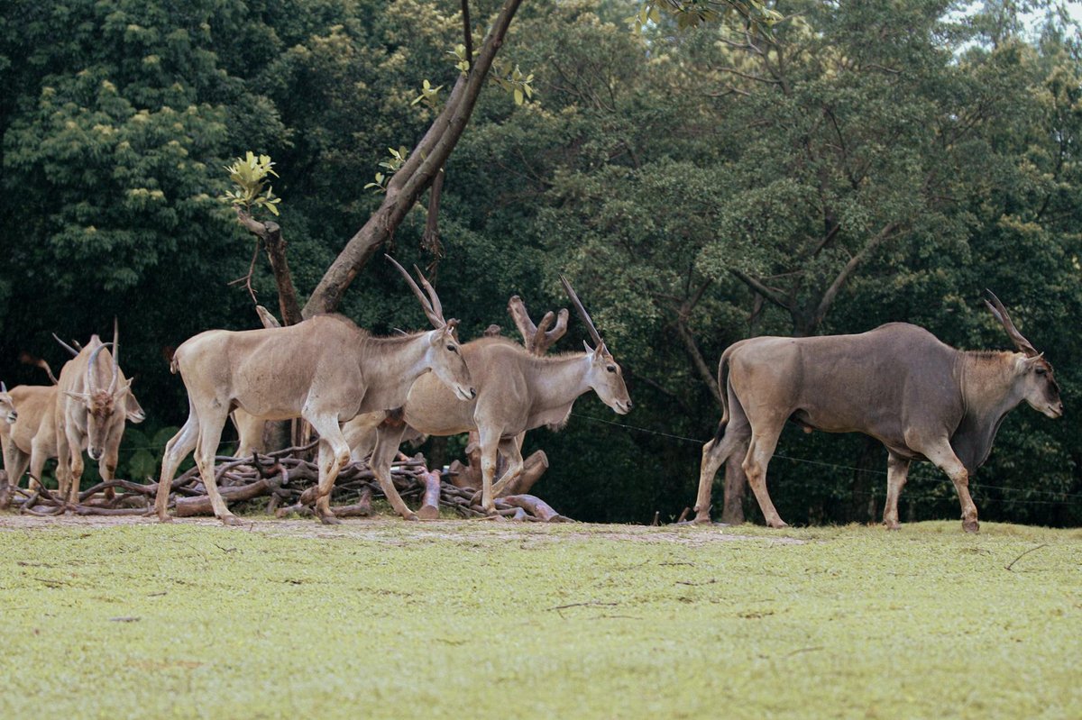 Eland Cave