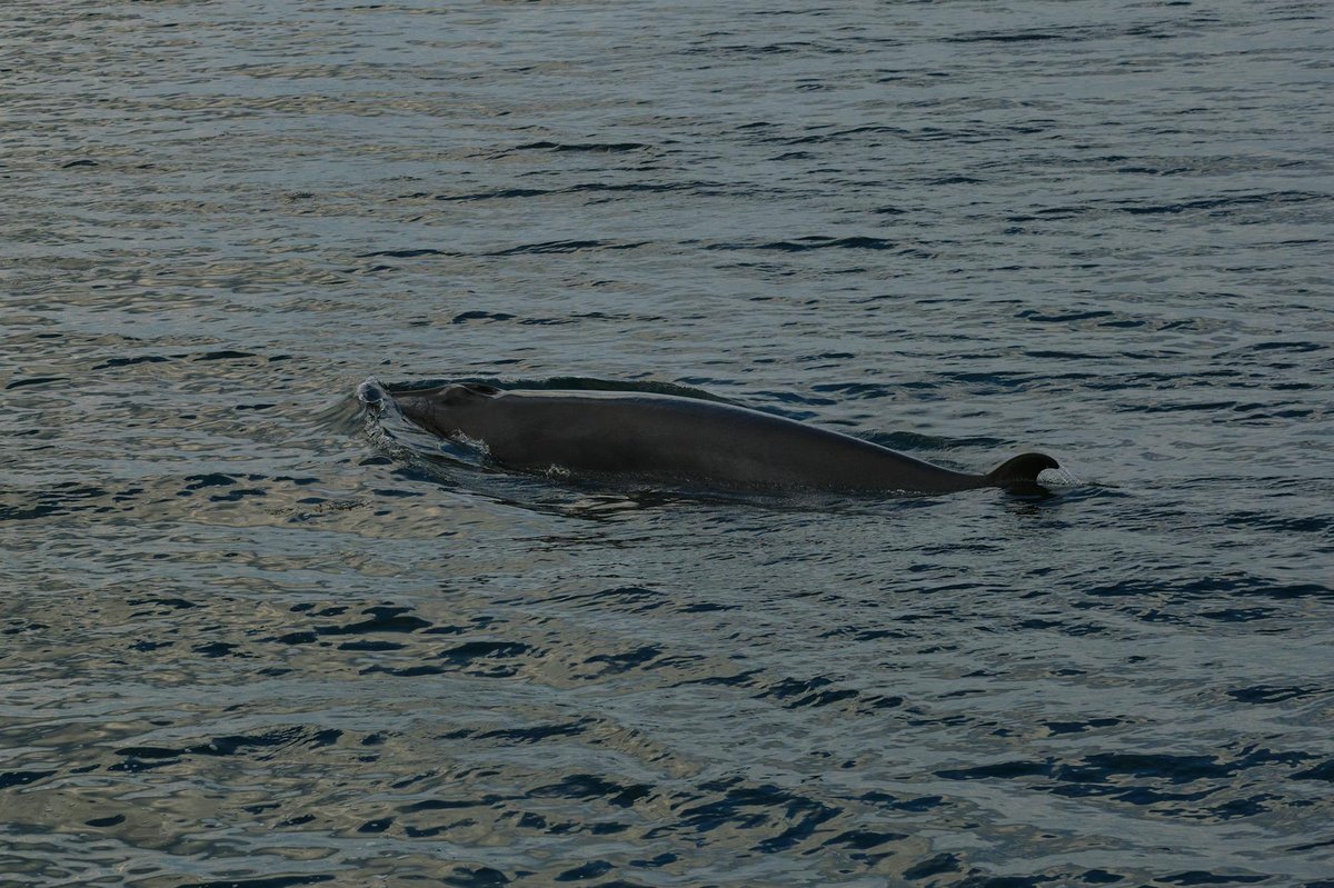 Whale Grotto