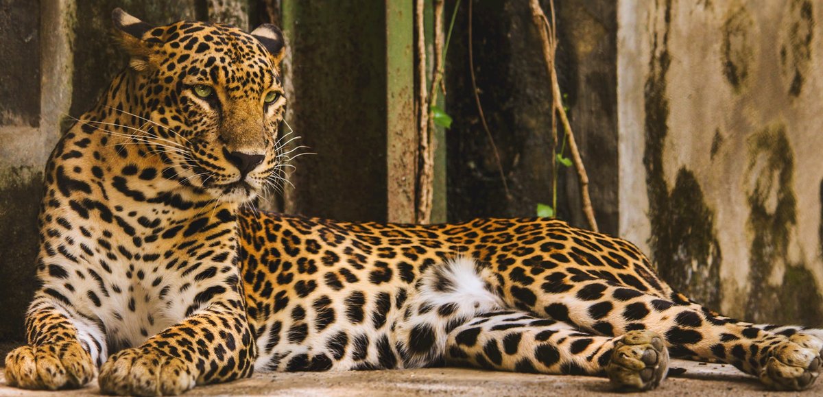 Clouded Leopard National Park