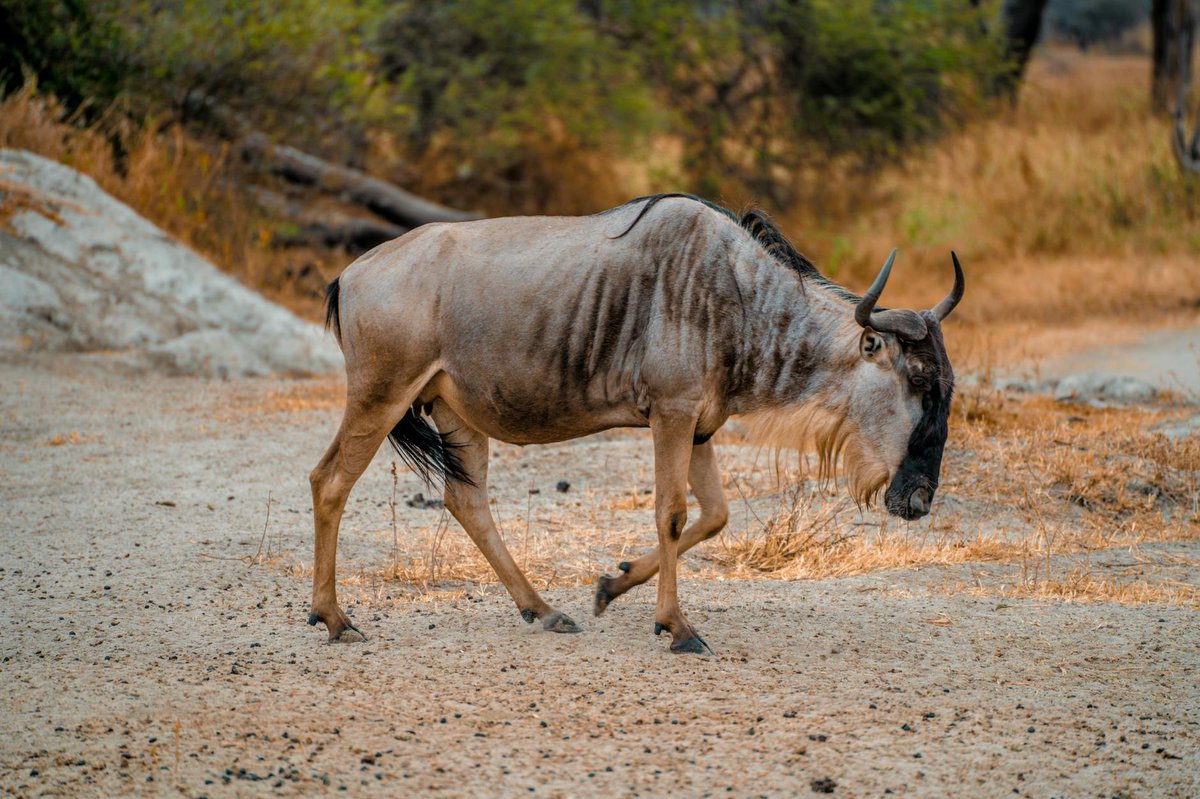 Arusha National Park
