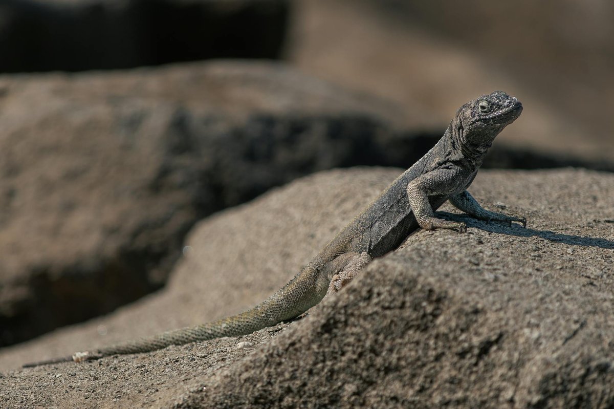 Bofedal de Parinacota