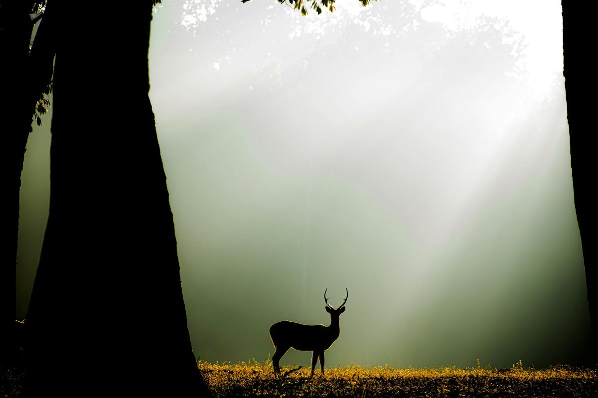 Kanha National Park