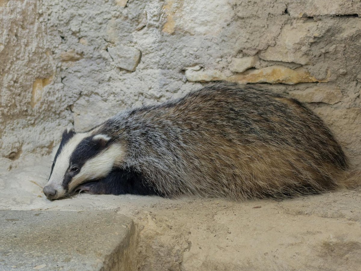 Badger Fall