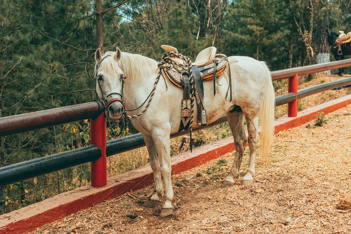 Cola de Caballo
