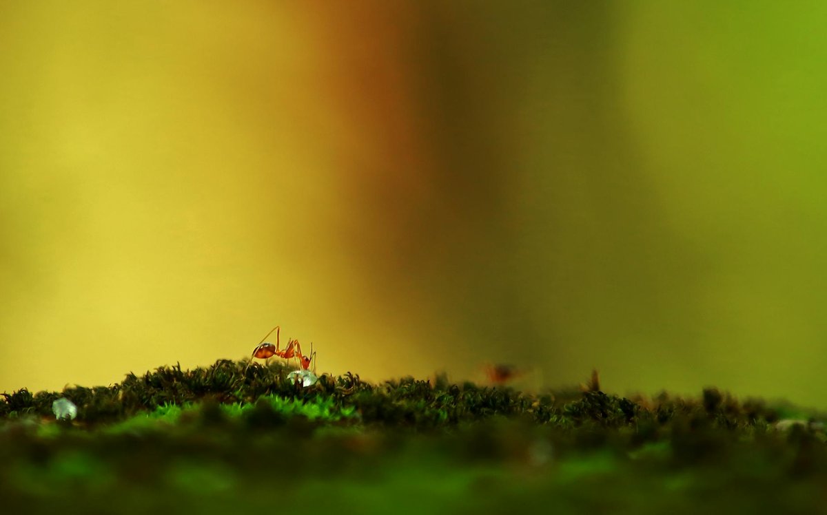 Ant Hill Peak