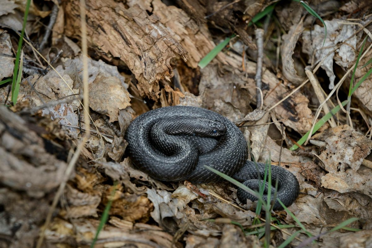 Adder Hill