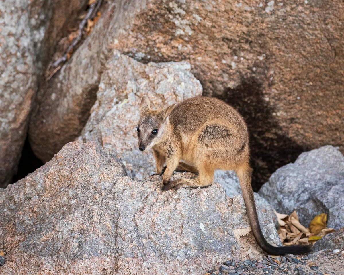 Alert Rock