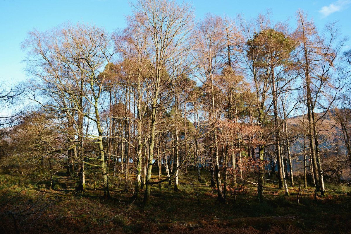 Birch Linn