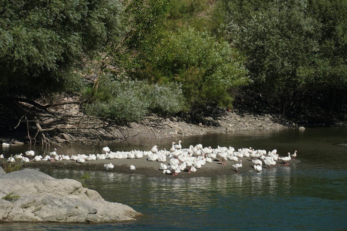 Ascuris Palus
