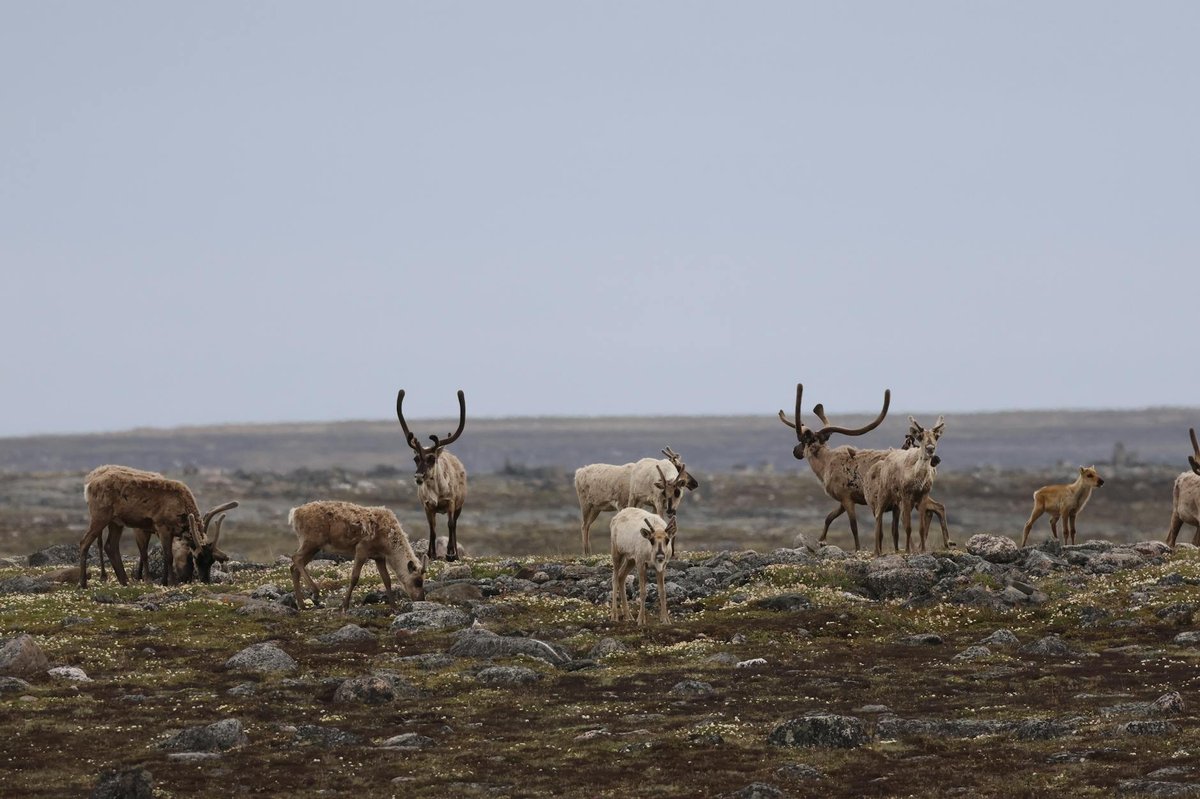 Caribou Beach