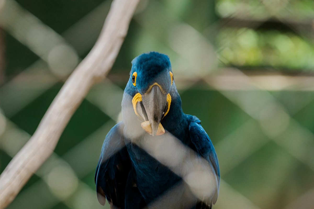Pantanal Matogrossense National Park