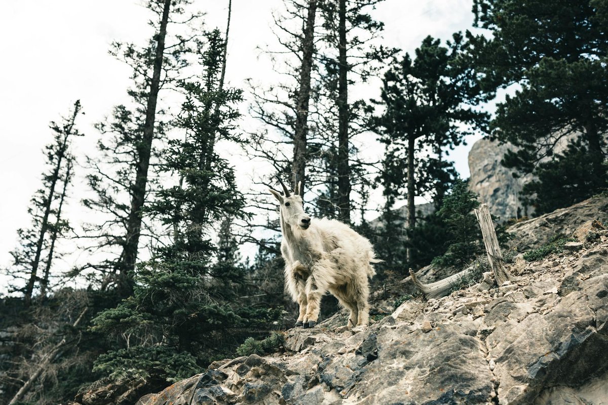Goat's Eye