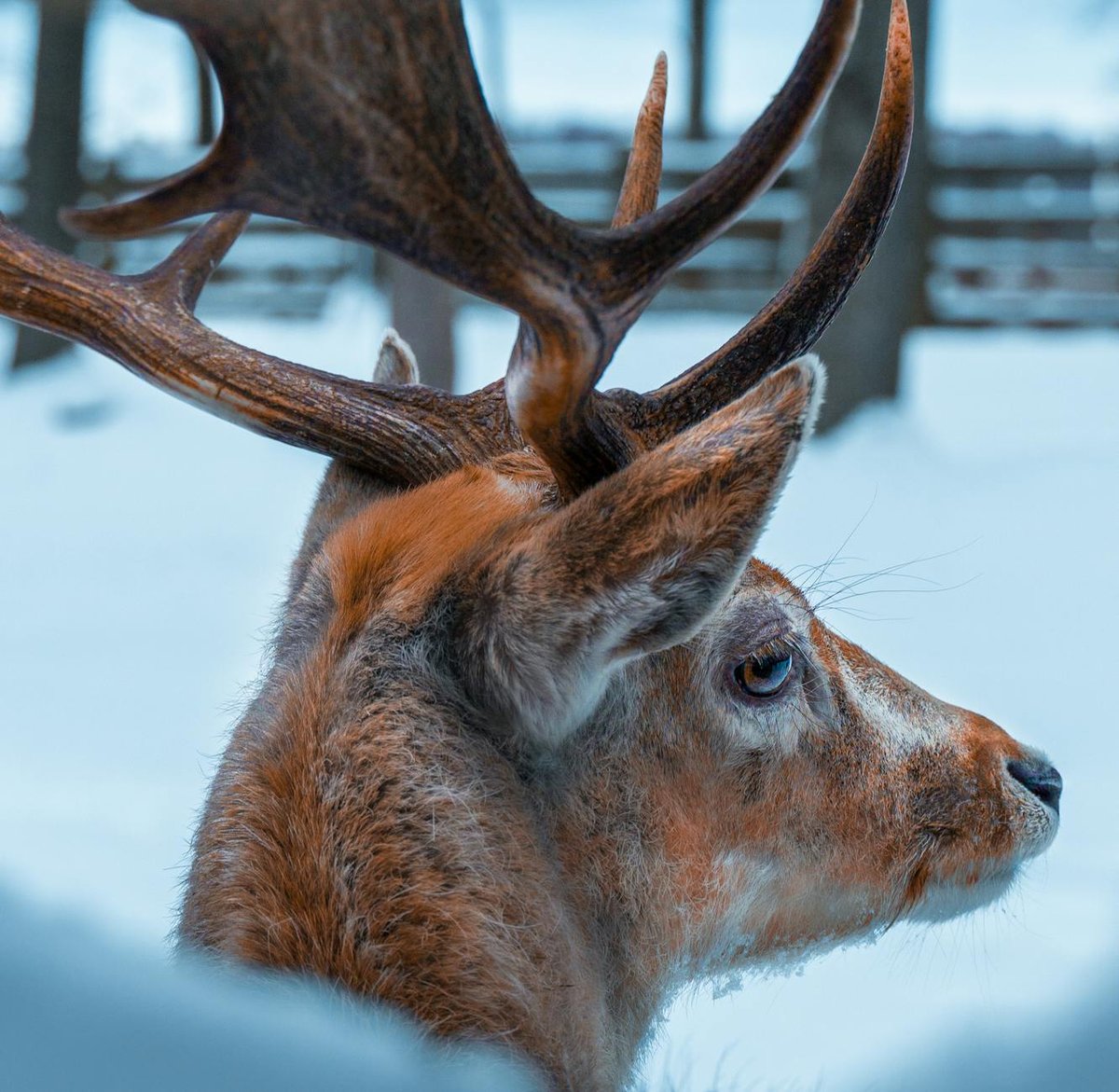 Riisitunturi National Park