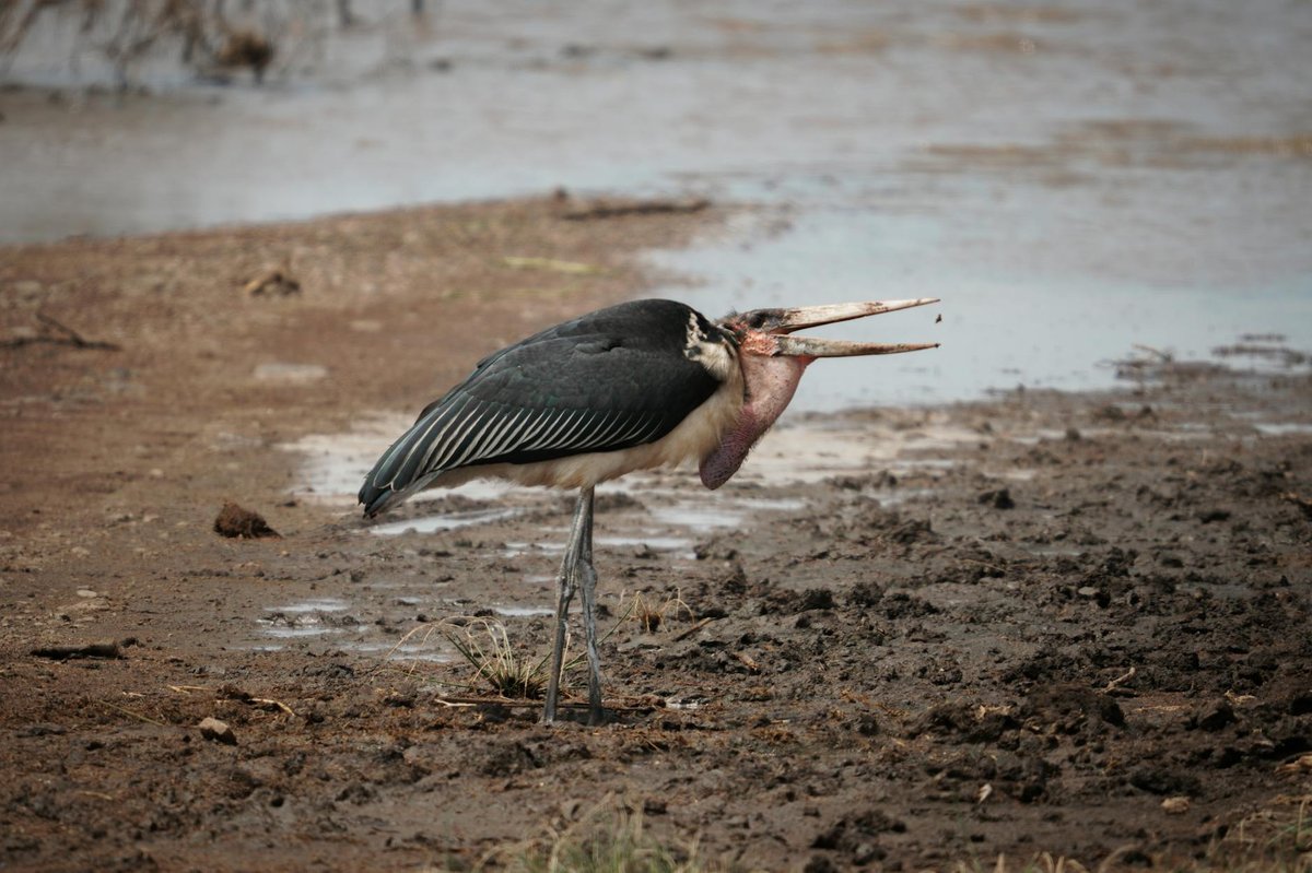Lake Manyara