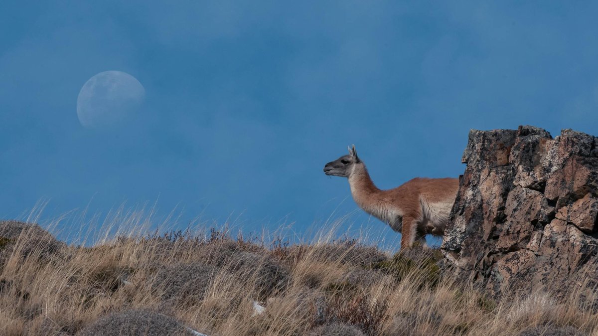 Glacier Guanaco