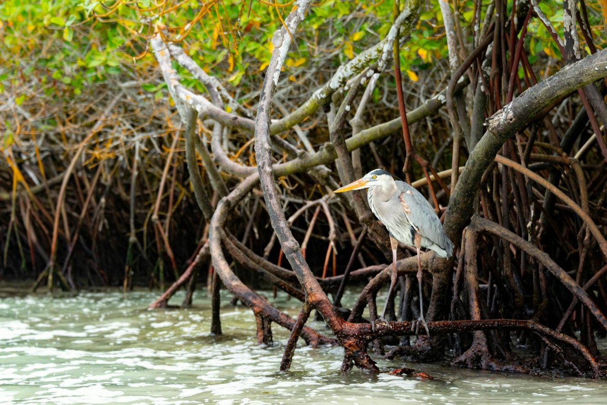 Heron Lak