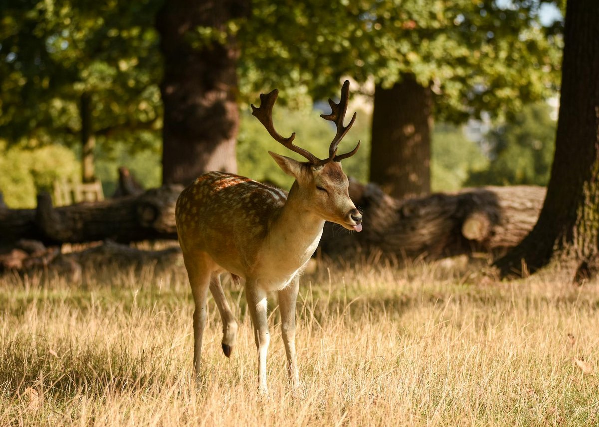 Bucks Linn