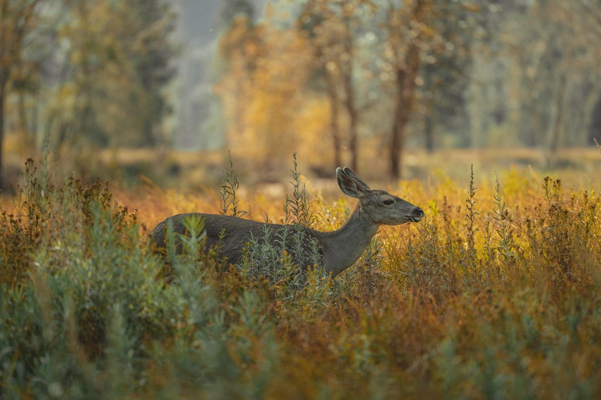 Botan Valley National Park