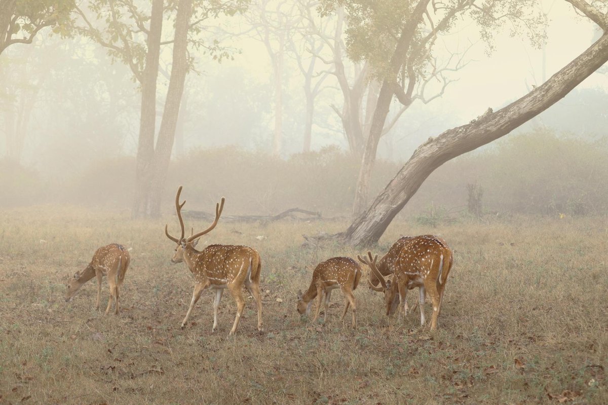 Dandeli National Park
