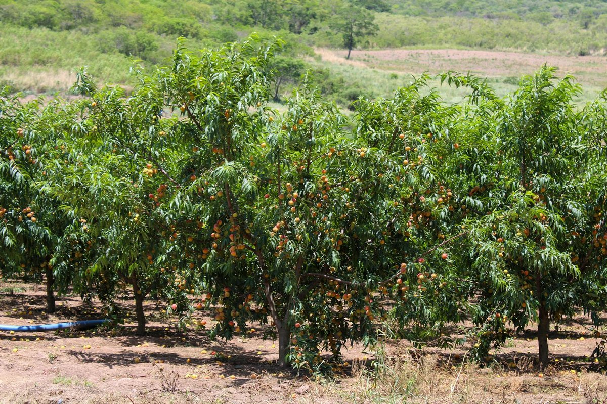 Botija Cruz Loma