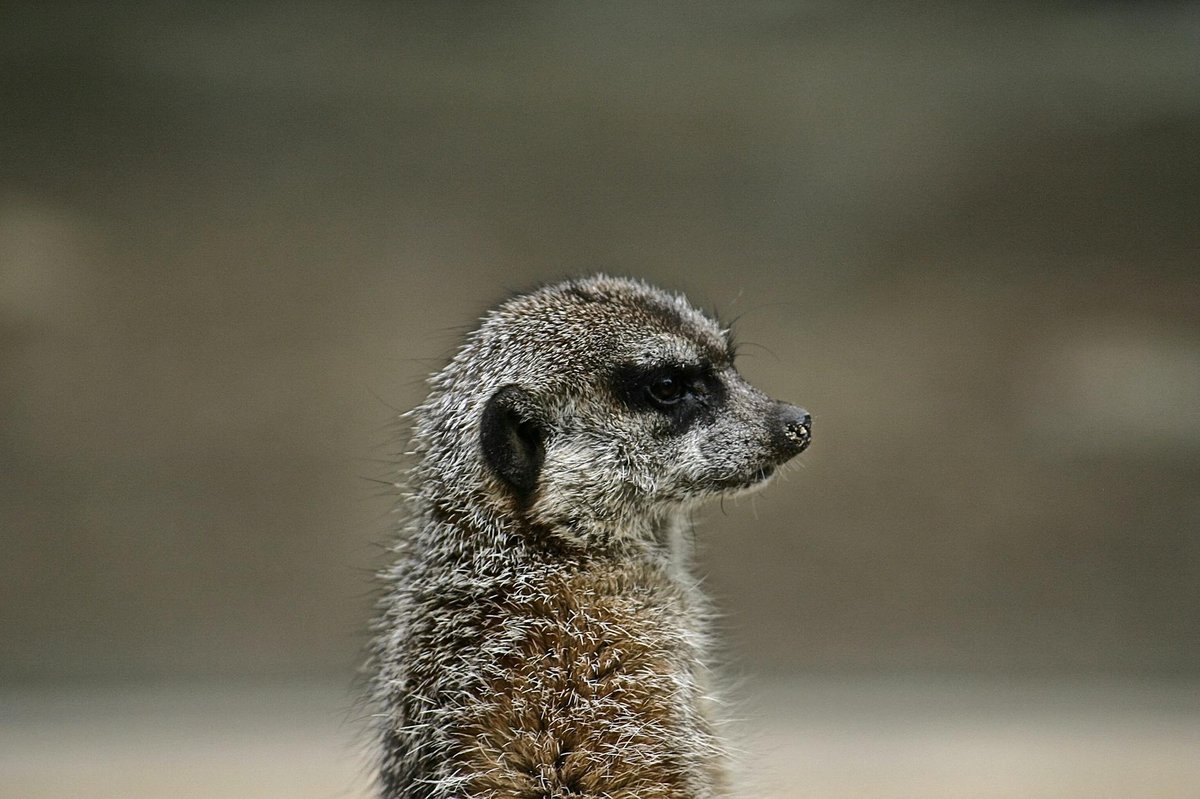 Meerkat National Park