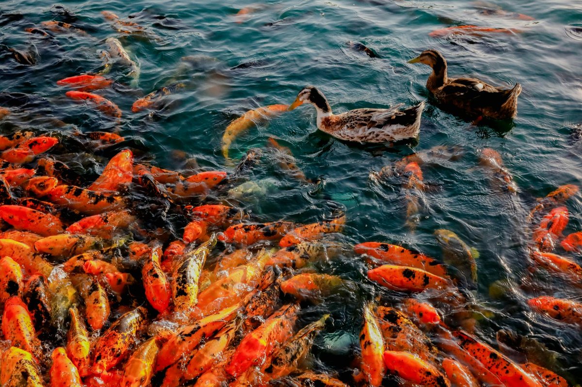 Ang Kep Nam Huai Koi