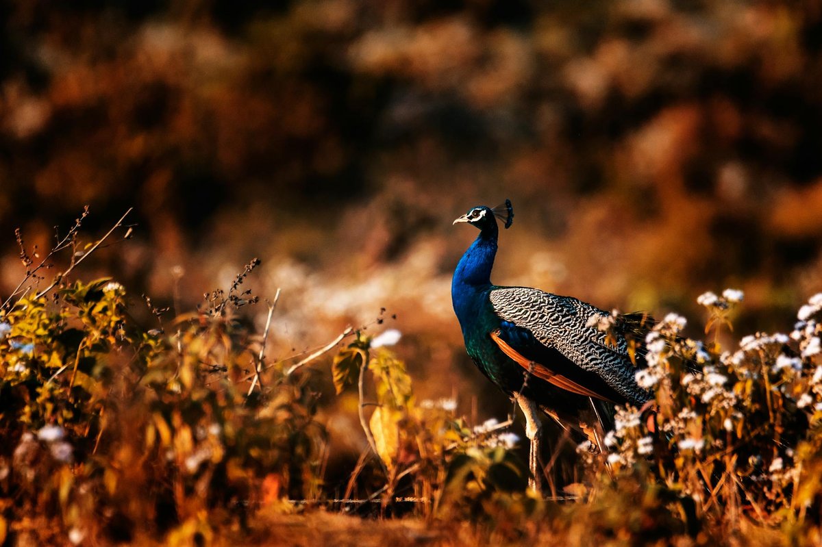 Gangotri National Park