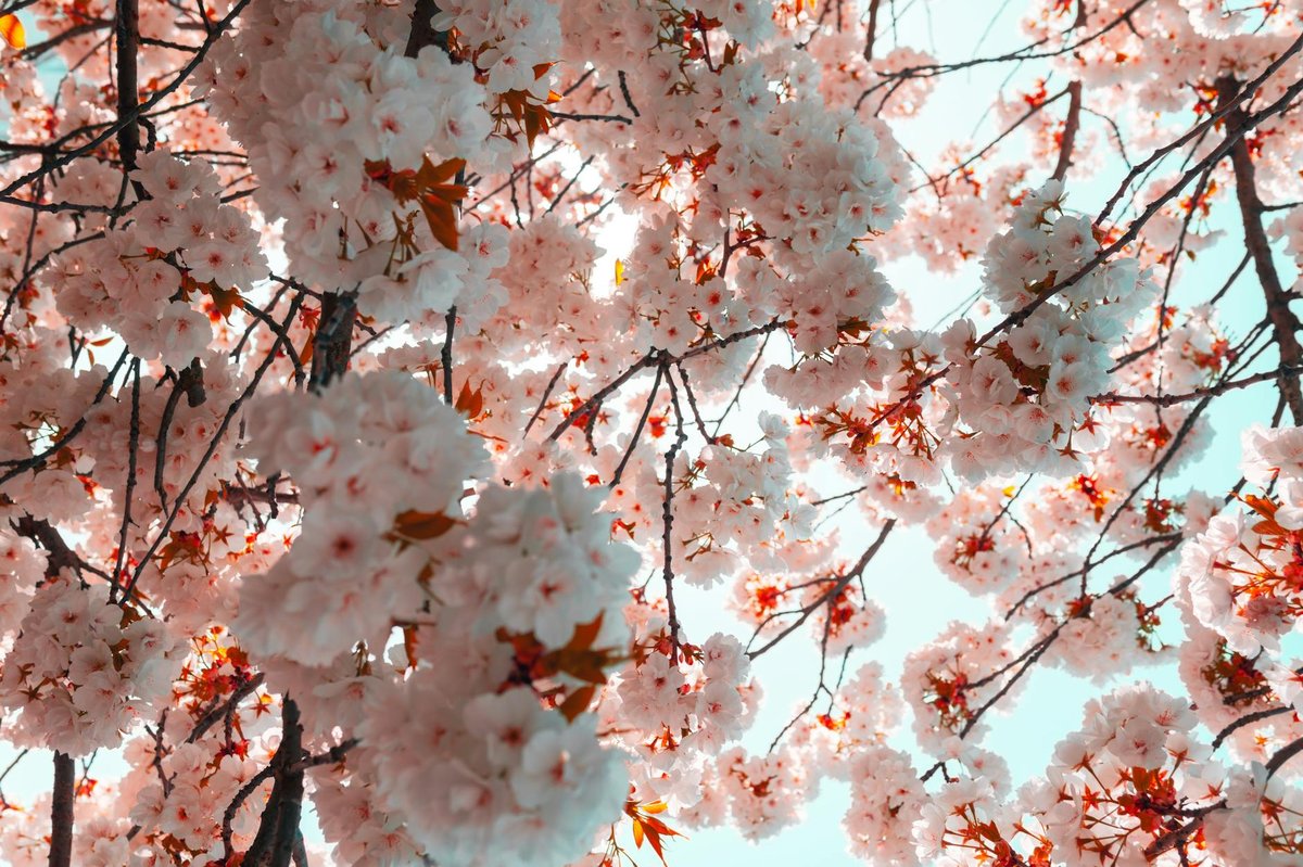 Cherry Tree Hole