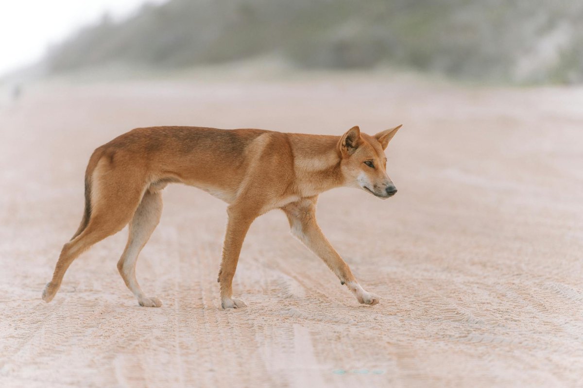 Dingo Donga cave