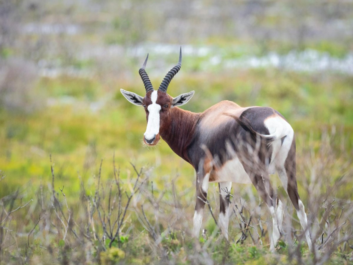 Bontebok National Park