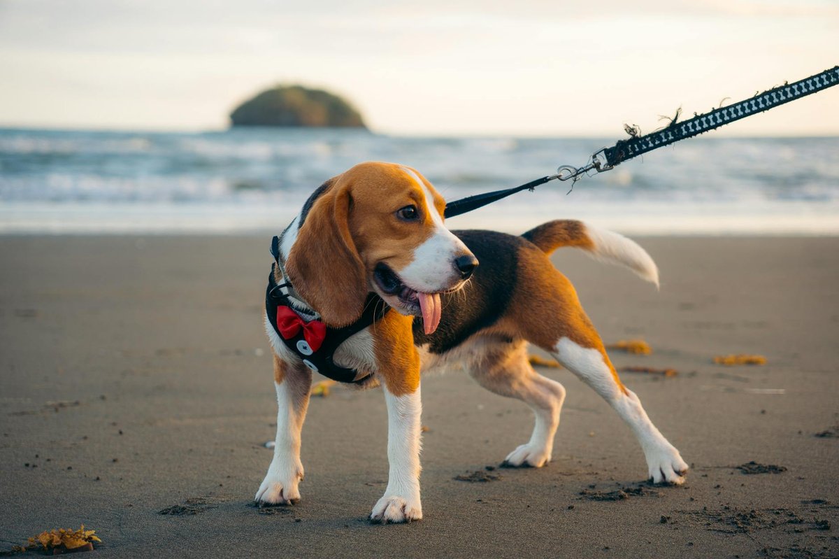 Beagle Beach