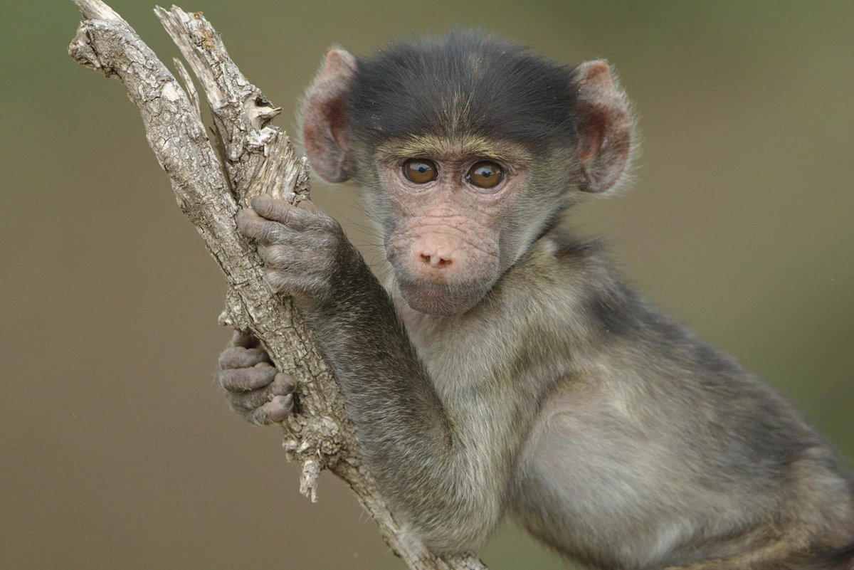 Baboons Castle