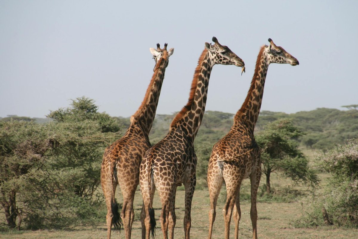 Hassama