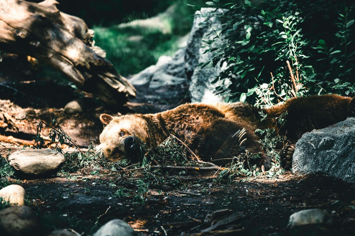 Bear Beach