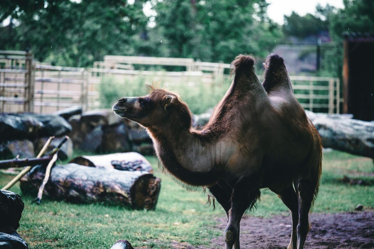 Kabuludan Hump