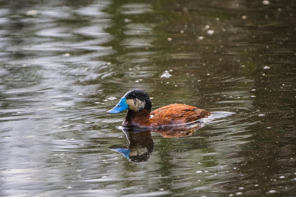 Los Patos