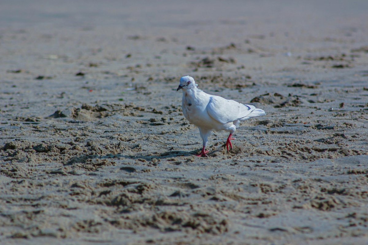 Paamul Beach