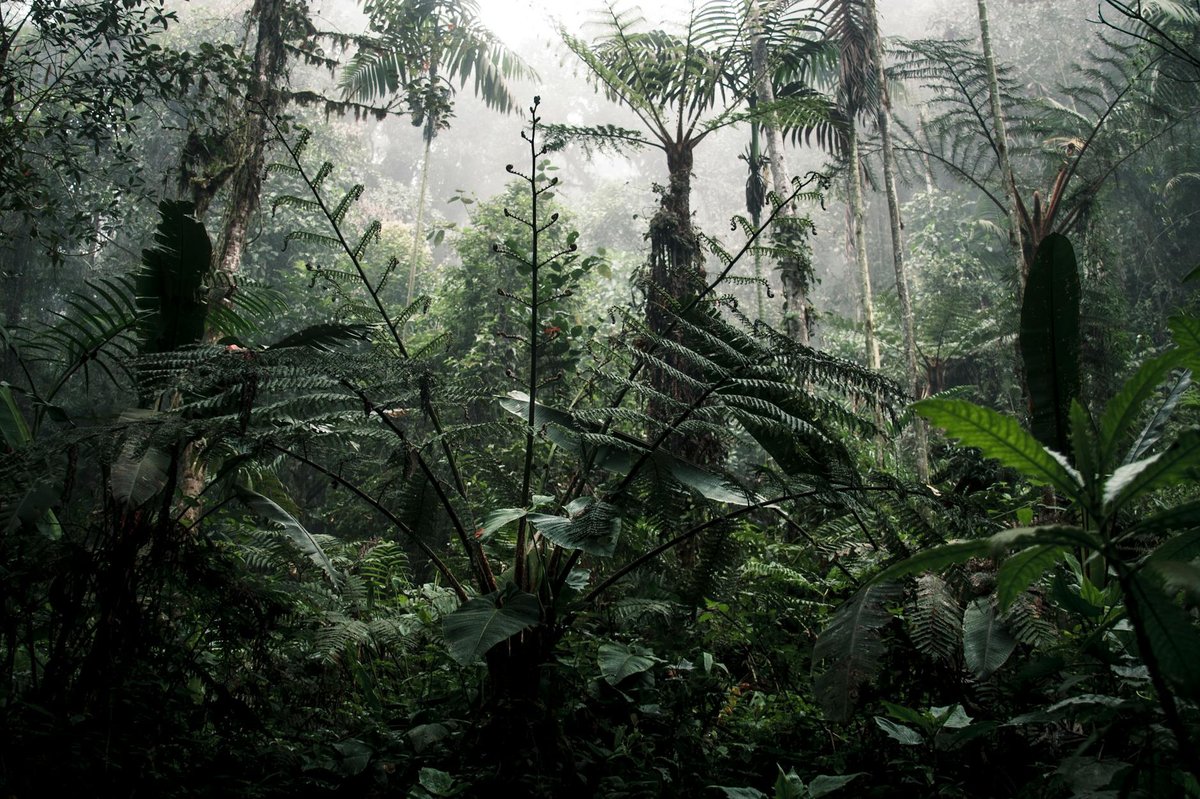 Buenavista