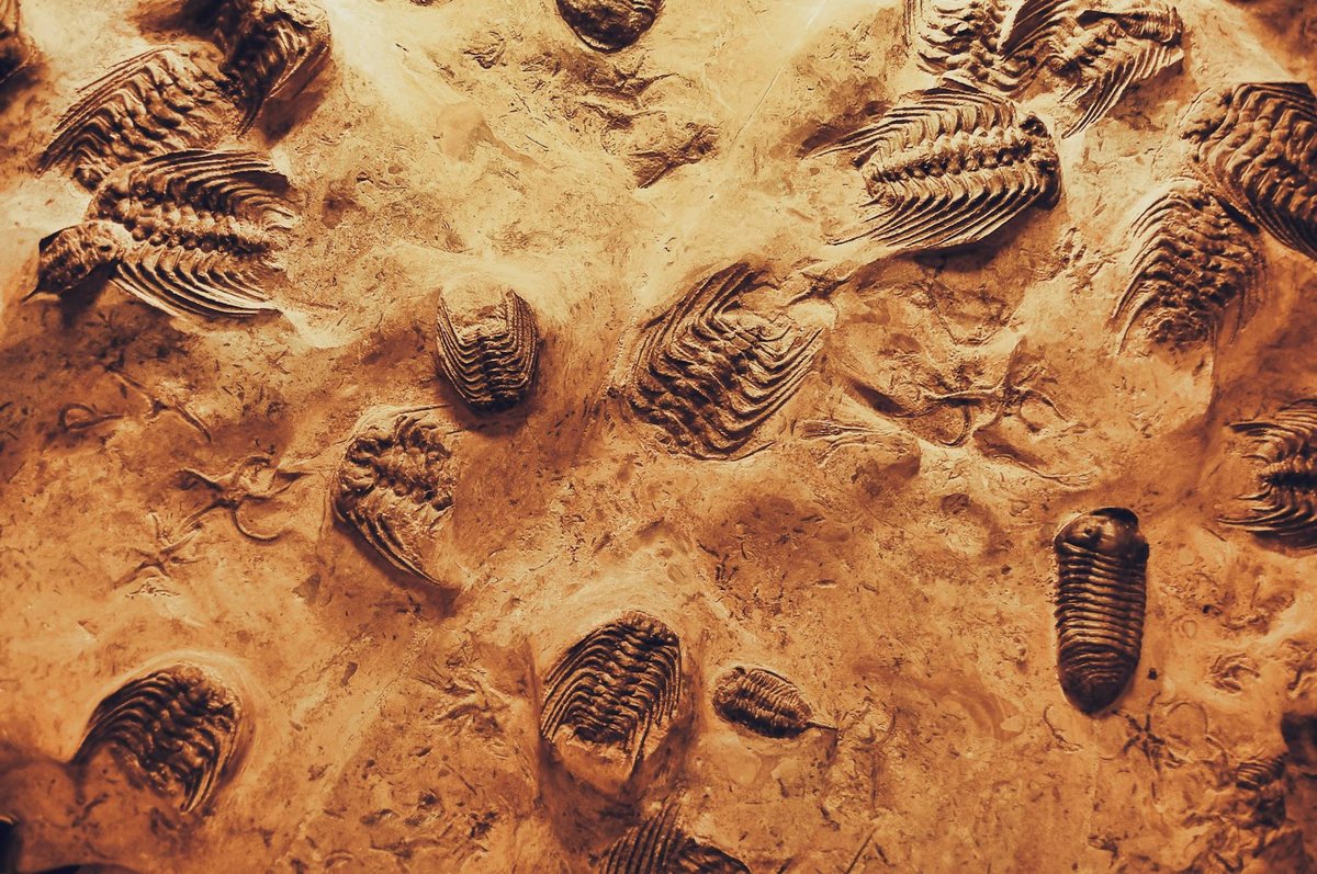 Fossil Beach