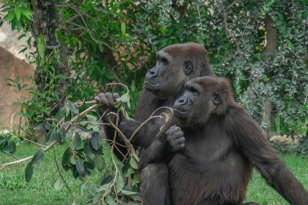 Ape
