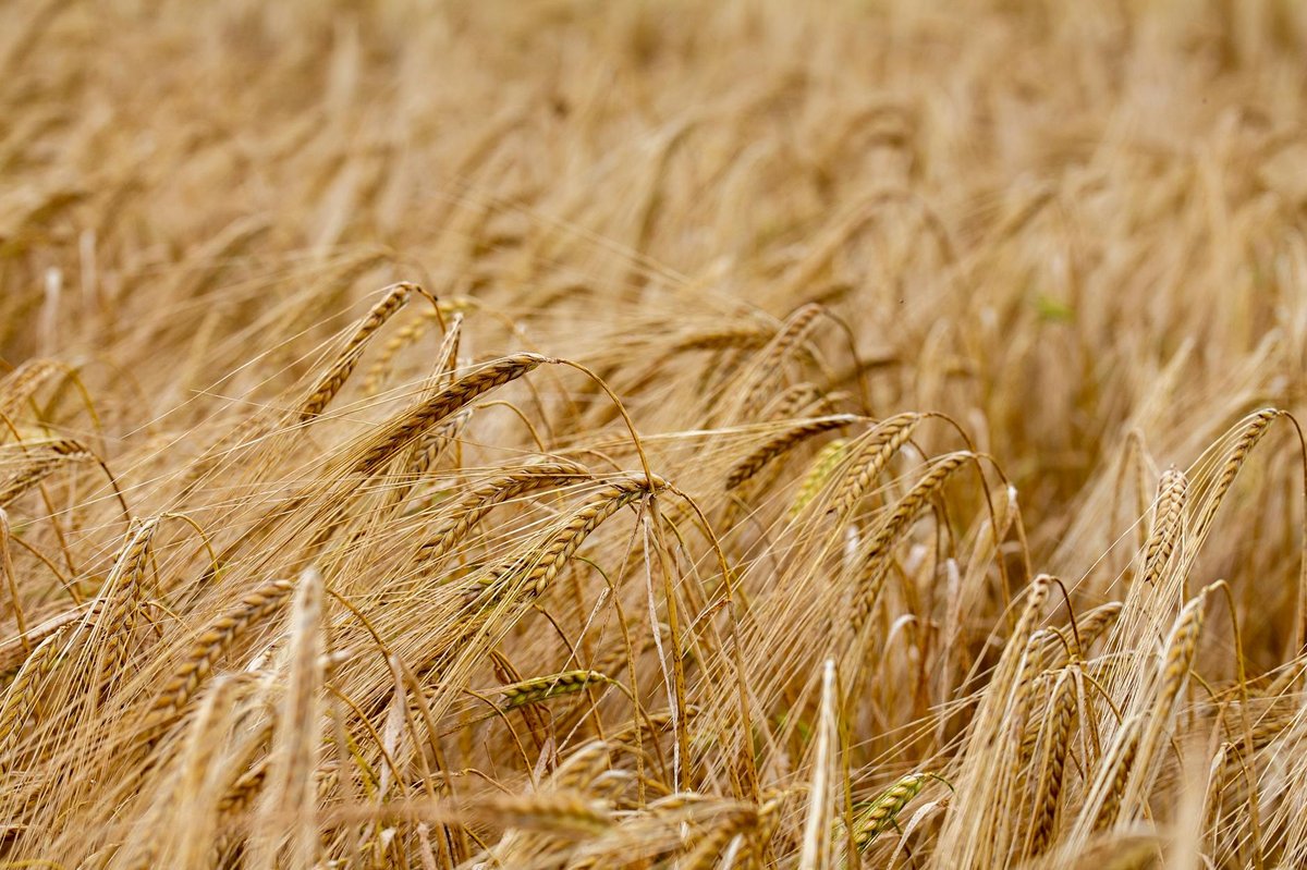 Barley Lake