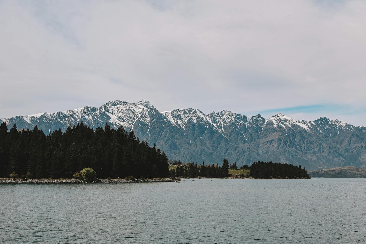 Arataua