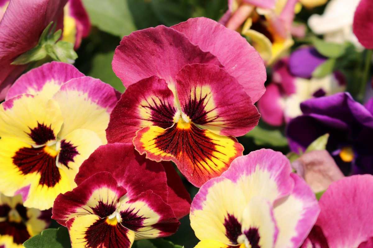 Pansy Beach